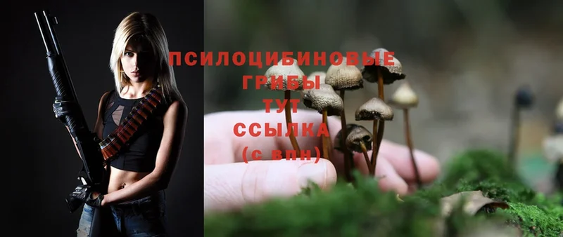 блэк спрут зеркало  Кинель  Псилоцибиновые грибы Magic Shrooms 